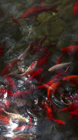 Magic touch: Koi Fish