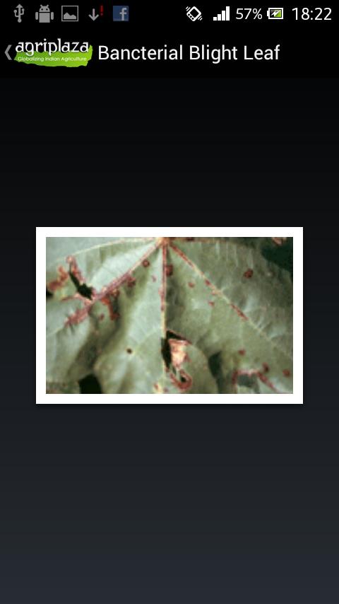 Agriplaza Cotton ID