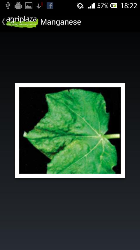 Agriplaza Cotton ID