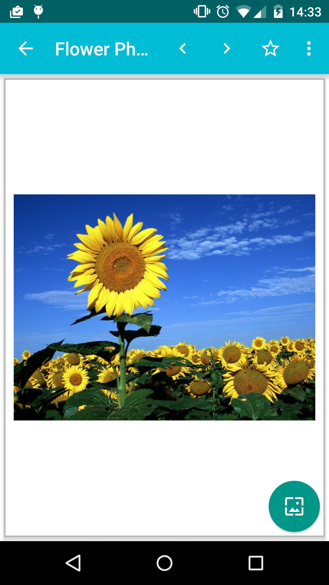 Flower Photos!