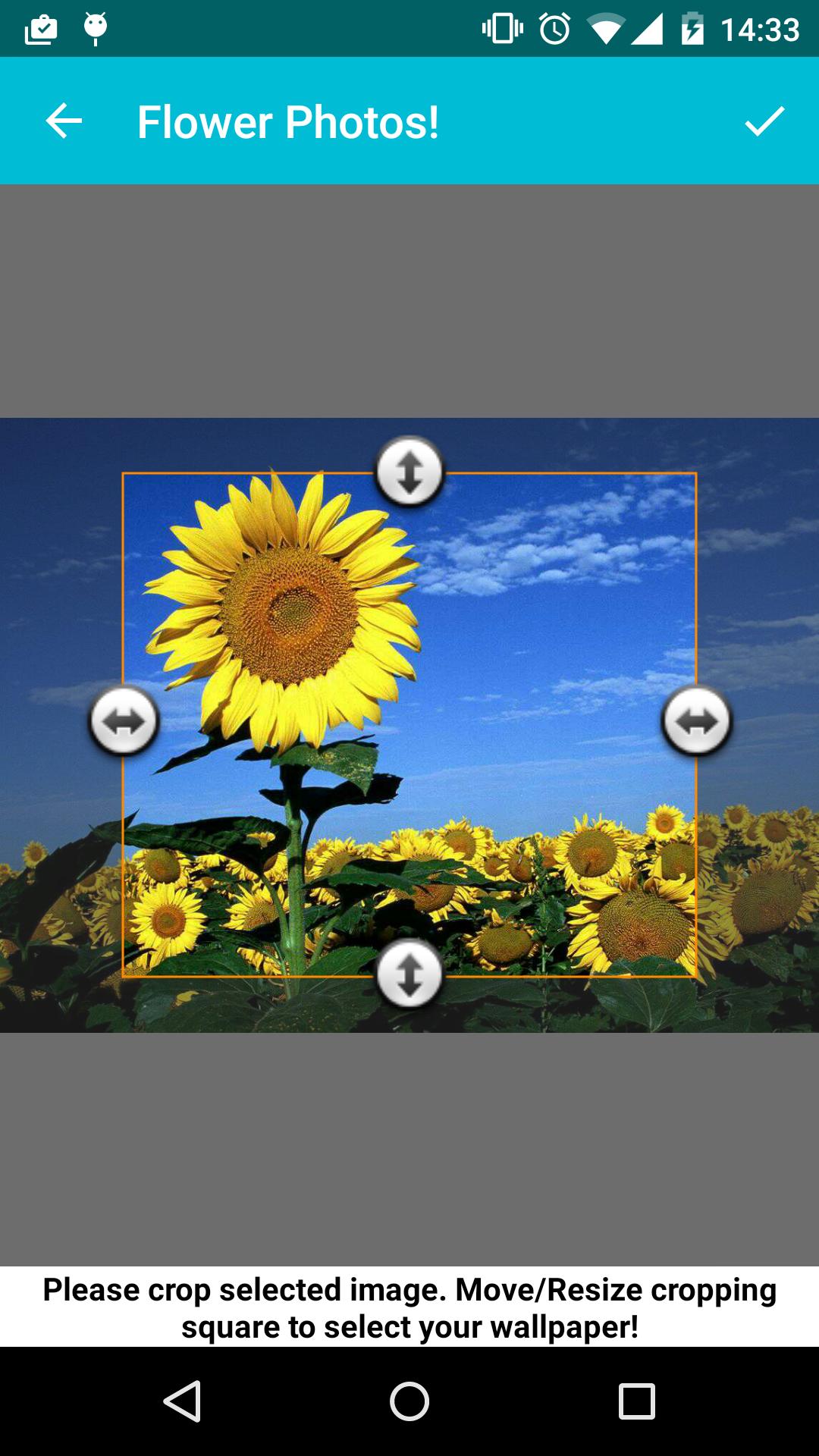 Flower Photos!