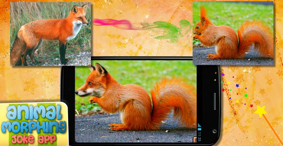 Animal face morphing photo