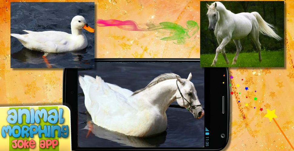 Animal face morphing photo