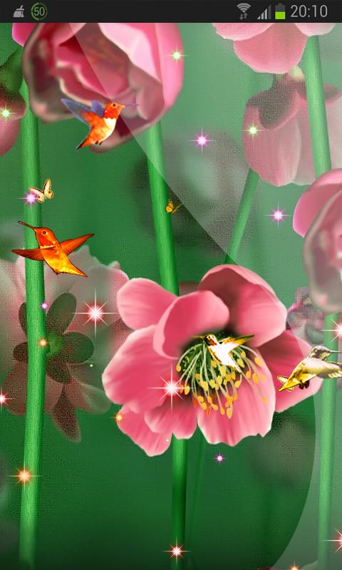 Pictures of Summer Bird Nature