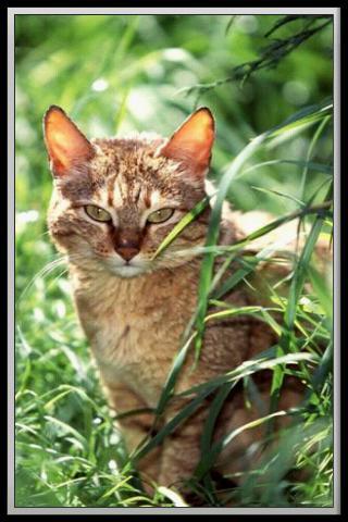 Tradutor para Gatinhos e Gatos