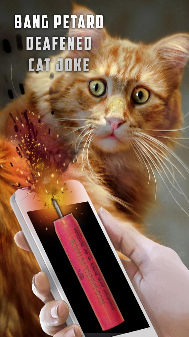 Bang Petard Deafened Cat Joke