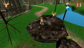 Lion Adventures