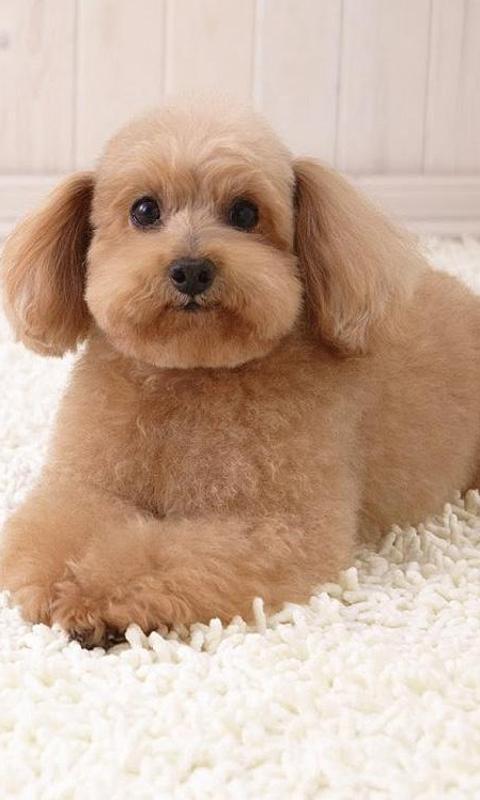 Puppies Jigsaw Puzzle