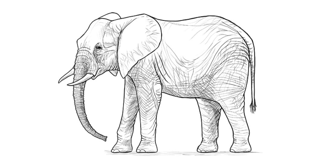 White Board Drawing